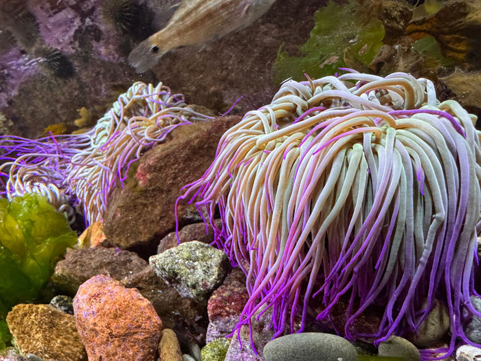 Aquashow in Audierne, Aquarium und Greifvogelschau, Bucht von Audierne, Cap Sizun, Meerestiere beobachten