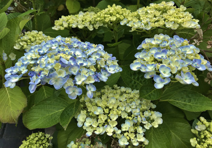 Hortensie im Garten von Ker Armor, ein bretonisches Paradies, checken Sie jetzt Preise und Verfügbarkeiten.