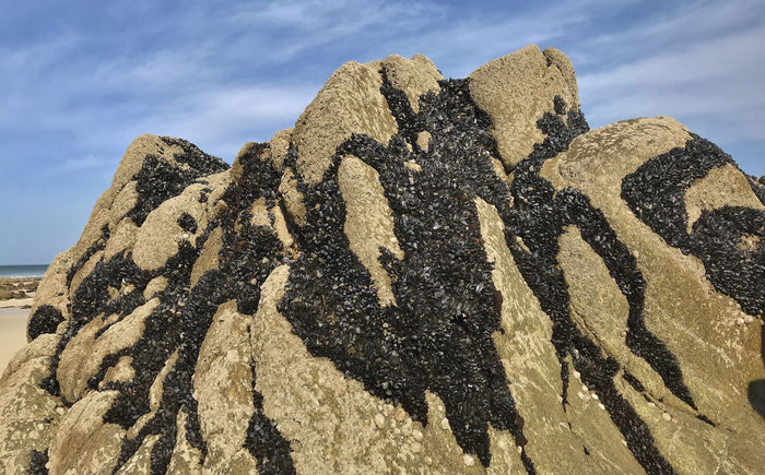 Gezeiten in der Bretagne, Miesmuscheln auf einem Felsen vor dem Strand von Mesperleuc, Plouhinec