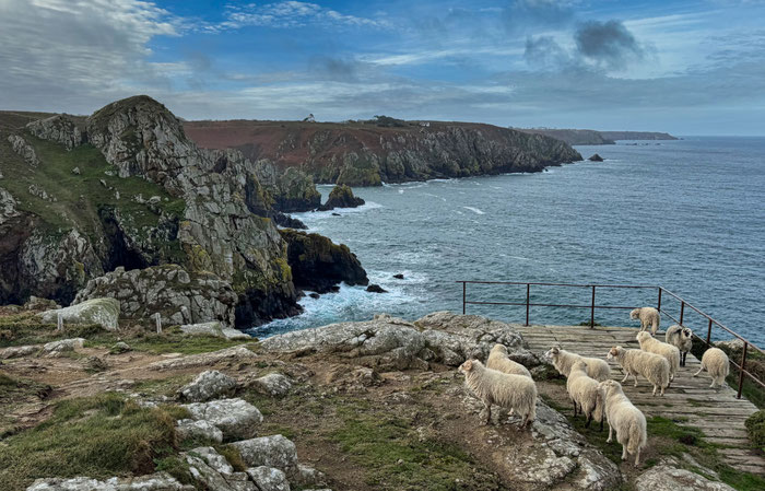 Réserve du Cap Sizun, Goulien, Cap Sizun, freilaufende Schafe der Rasse Landes de Bretagne