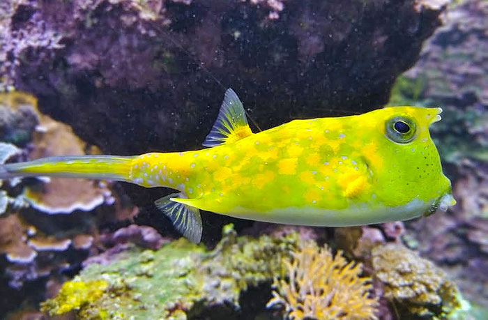 Oceanopolis, Aquarium, Brest, tropische Fische