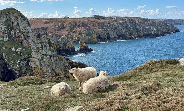 Réserve du Cap Sizun Est, Goulien, steile Klippen Schafe der Rasse Landes de Bretagne