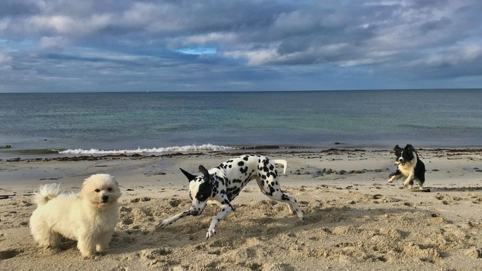 Cap Sizun, Bucht von Audierne, Hunde am Strand, Urlaub mit Hunden in der Bretagne