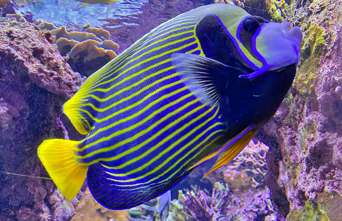 Oceanopolis, Aquarium, Brest, tropische Fische