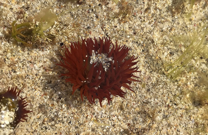 Gezeiten in der Bretagne, Strandspaziergang bei Ebbe, Seeanemonen in den Gezeitenbecken