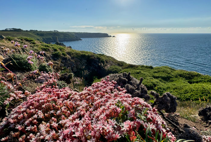 Küstenlandschaft Cap Sizun, Blumen, Bretagne