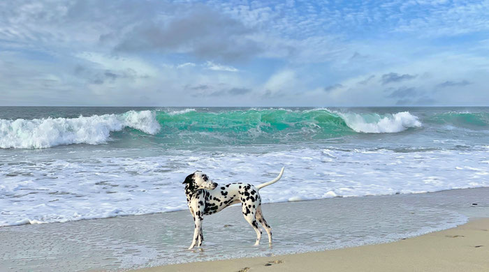 Dalmatiner Amy am Strand, Cap Sizun, Bucht von Audierne, Urlaub mit Hund