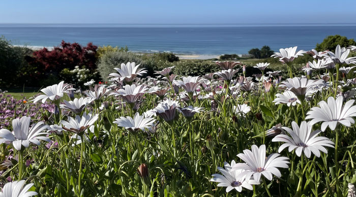Blick über die Blütenpracht zum Meer, Ferienhaus Ker Armor in der Bucht von Audierne.