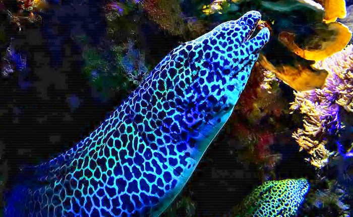 Oceanopolis, Aquarium, Brest, Muräne