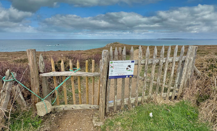 Réserve du Cap Sizun, Goulien, Cap Sizun, freilaufende Schafe der Rasse Landes de Bretagne, deshalb: Tor geschlossen halten!