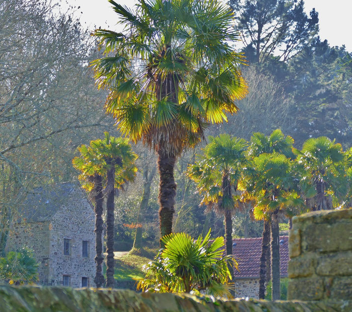 Landévennec, Aulne, Mikroklima, Palmen, Mittelmeerflair, alte Abtei, ancienne abbaye