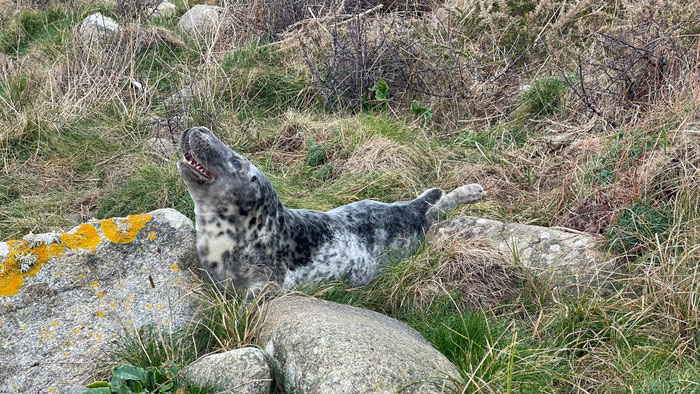 Gestrandete Tiere in der Bucht von Audierne, verletzt oder tot, was tun. Kegelrobbe
