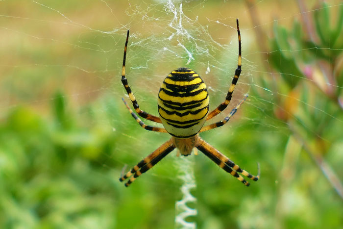 Insekten am Cap Sizun, Bucht von Audierne, Wespenspinne, harmlos