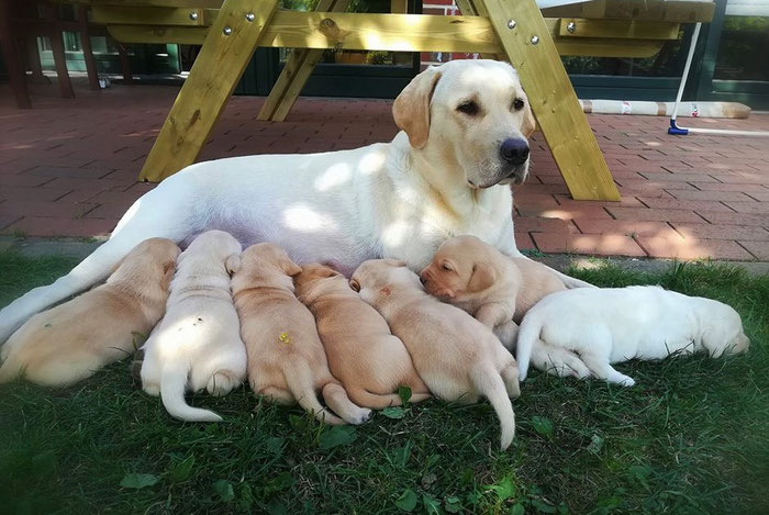 Cool And Classic Labrador Retriever Cool And Classic Labrador Retriever
