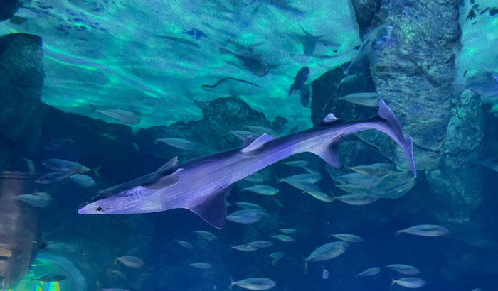 Aquashow in Audierne, Aquarium und Greifvogelschau, Bucht von Audierne, Cap Sizun, Meerestiere beobachten