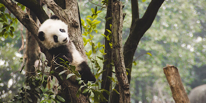 Panda in tree