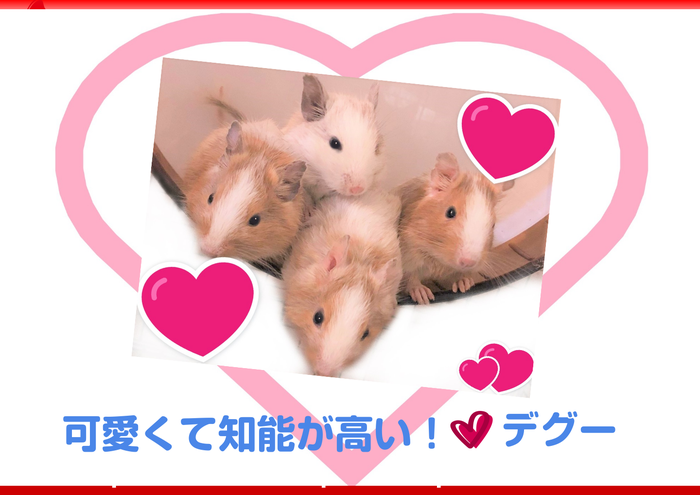 デグー販売のブリーダーときどきペットショップ