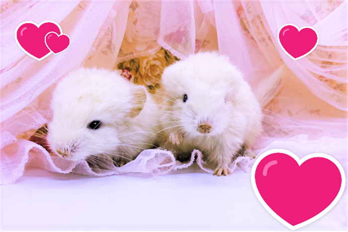 小動物チンチラ販売のチンチラブリーダーときどきペットショップ