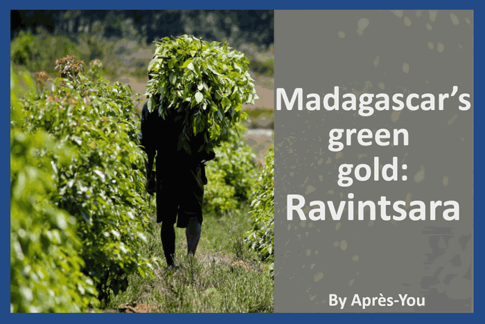 Photo blog Madagascar's green gold Ravintsara