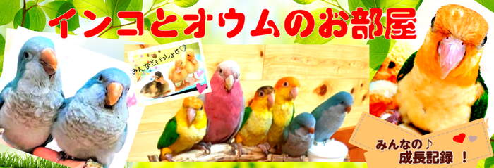 ミニアヒル！コールダックも仲間入り♪インコとオウムのお部屋