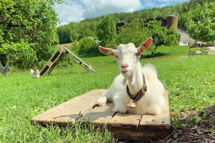 Daniela Meile Fricker Wislikofen Wittnau Praxis Tierkraft Tierkraft Schweiz Tierkommunikation Biohof Goldenbühl Appenzellerziegen Ziegen Esel Aktivstall Patenschaften Tierpatenschaft