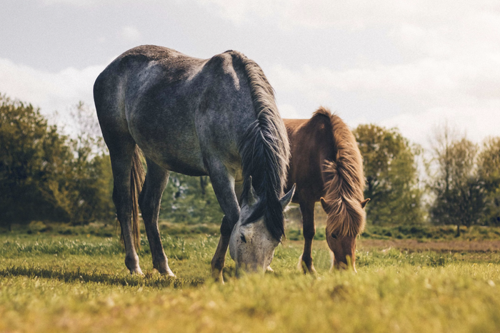 Artgerechter Affenstall und Pensionsstall für Pferde auf dem Biohof Goldenbühl: In unserer Pferdepension mit moderner Offenstallhaltung sind aktuell noch freie Pensionsplätze für Pferde, Kleinpferde und Ponys verfügbar.