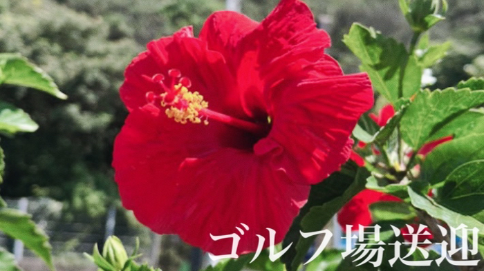 ゴルフ送迎