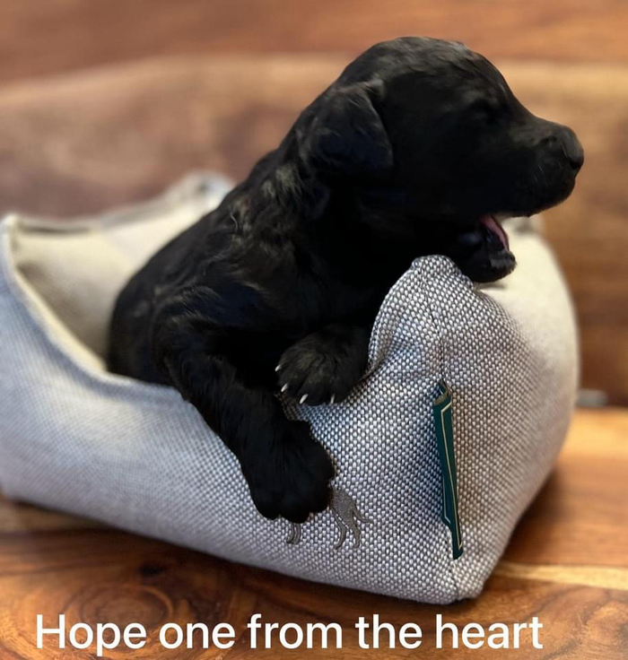 Hope one from the heart is a Silver Standard Poodle Female