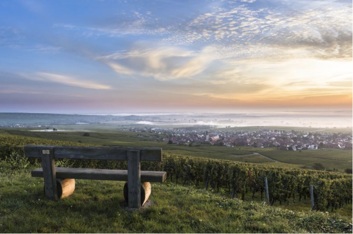 Le Grand Cru Steinert à Pfaffenheim marqué par l'héritage des Teutoniques https://www.riefle.com/Galerie-Photos/Paysages-viticoles/