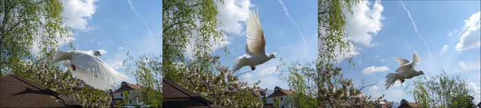 Bildsequenz - "Duschanbiner beim Abflug"