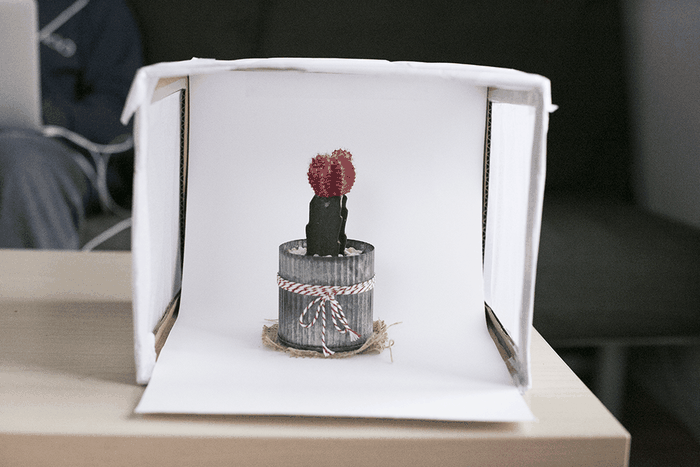 Cactus dans une boîte à lumière