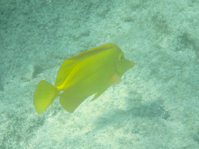 Ein Lau‘i Pala