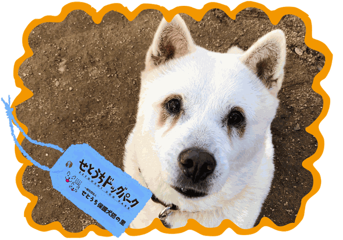 フード ペットシーツなど 岡山県瀬戸内市 西大寺駅近くの貸切ドッグラン せとうちドッグパーク 一般社団法人せとうち保護犬猫の里 保護犬 保護猫譲渡会毎週開催中