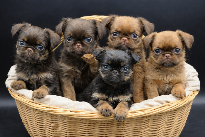 Zwerggriffon / Griffon Belge / Petit Brabancon / Brüsseler Griffon vom Kalten Brunnen