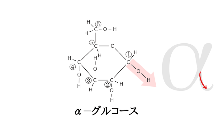 αーグルコースの六員環構造の完成