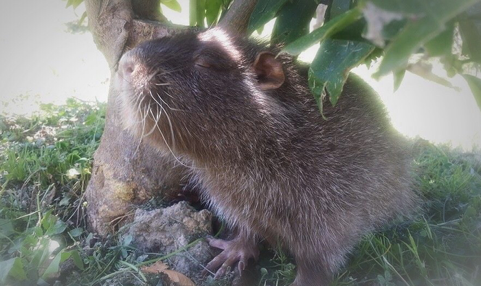 Foto: Leo - FB/ Kiwi la nutria di Quartu