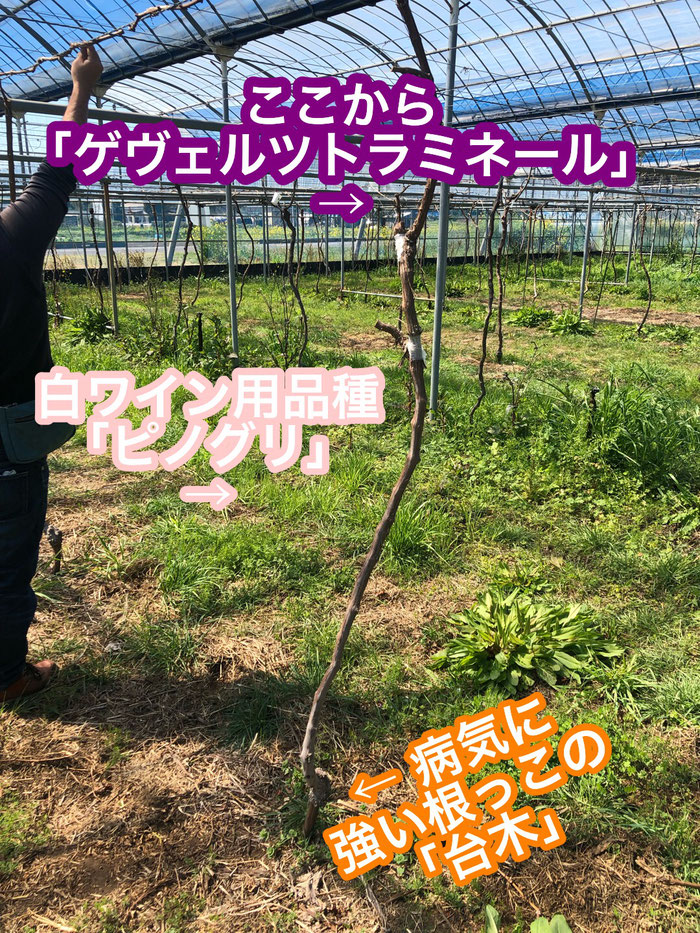 香月ワインズ2019年春の畑 接ぎ木4