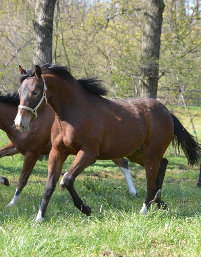 Quarter Horse kaufen Reining Horse Show Horse MB Horses Mobiles