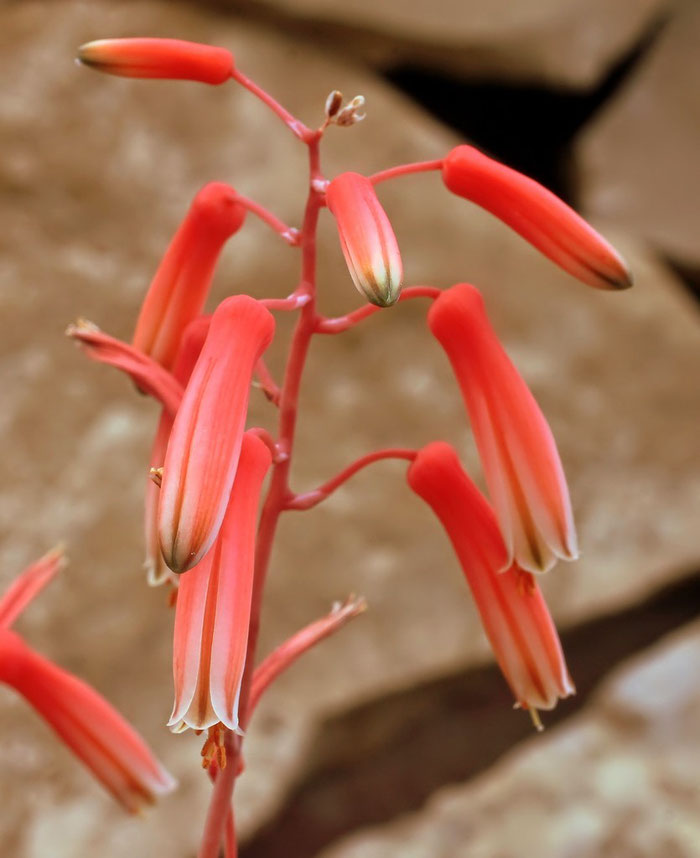 Aloe rauhii