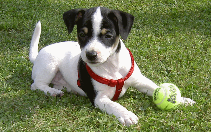 Jack Russell Terrier Amy im Welpenalter