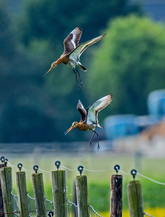 Landing Egmond.