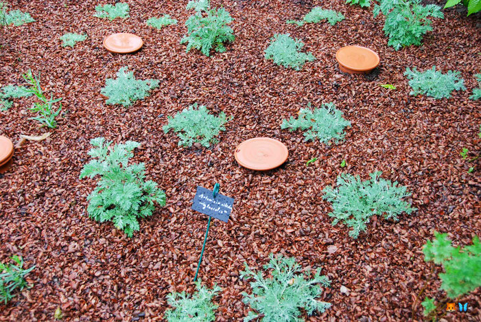 Comment mieux arroser son jardin : bien couvrir son sol