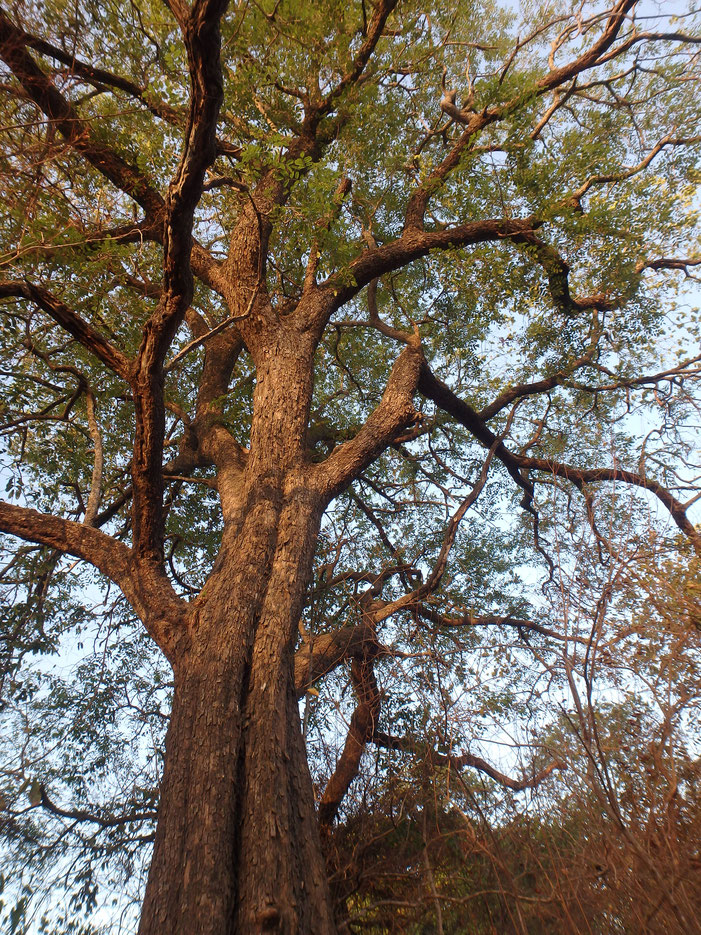 African rose wood, Tumani Tenda