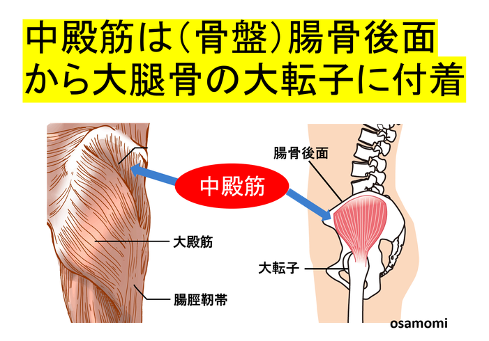 中殿筋を鍛えよう 骨盤を安定させて 美しく滑らかに 競歩技術を取り入れたオサモミウォーキング教室昭島 外反母趾 膝痛 タコ魚の目専門 競歩技術を取り入れたウォーキング教室を開催 日常生活動作を改善し痛い 辛いを解消 昭島市の 安心女性の整体院 中殿筋を鍛えよう 骨盤を安定させて 美しく滑らかに 競歩技術を取り入れたオサモミウォーキング教室昭島 外反母趾 膝痛 タコ魚の目専門 競歩技術を取り入れたウォーキング教室を開催 日常生活動作を改善し痛い 辛いを解消 昭島市の 安心女性の整体院