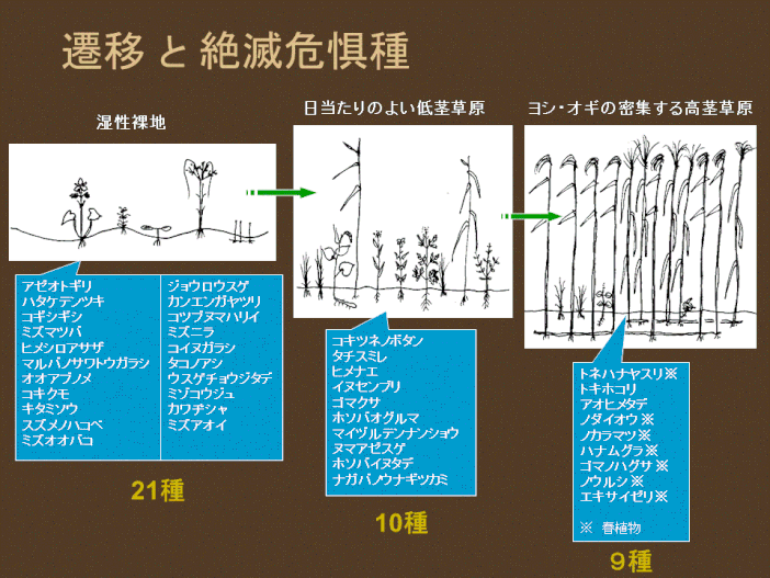 図13．渡良瀬遊水地において遷移の各段階に現れる主な絶滅危惧種（例）の図