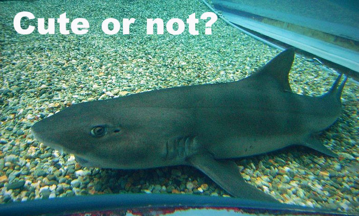 Lazy shark ( real name: Banded houndshark) Source: Wikipedia