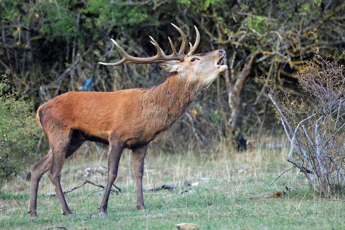 Brame du cerf en Pyrénées Audoises - © JP Pouchairet