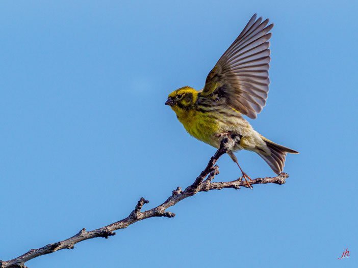 Girlitz (Serinus serinus) mit 1200mm Kleinbild, 300mm + 2x Konverter x2, 1/2000s, f 8