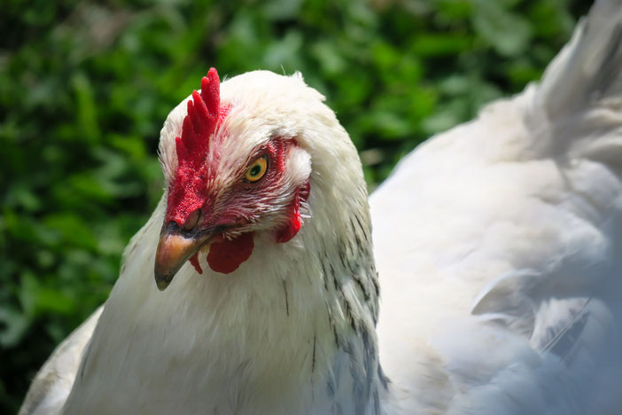 Gallina razza Livornese
