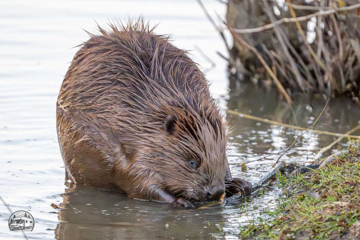Highlight des Tages: ein Biber am Altmühlsee